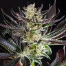 семенам конопли Do-Si-Dos feminised Ganja Seeds