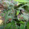семена конопли автоцвет Auto Haze CBD feminised Ganja Live Seeds