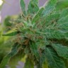 семена конопли Auto Haze CBD feminised Ganja Live Seeds