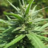 семена конопли  Afghan Haze feminised Ganja Seeds