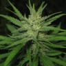 Феминизированные семена конопли  Afghan Haze feminised Ganja Seeds