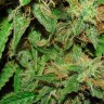 Качественные семена конопли Big Devil feminised Ganja Seeds
