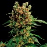 Семена конопли California Hash Plant feminised Ganja Seeds