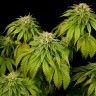 Семена каннабиса California Hash Plant feminised Ganja Seeds
