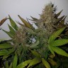 заказать семена конопли почтой Black Russian feminised