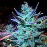 семена конопли Blue Mango feminised Ganja Seeds