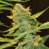 купить семена конопли Киев Auto Northern Lights x Haze feminised