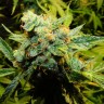 купить семена конопли медицинской Auto Northern Lights x Haze feminised