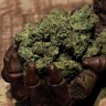 Фотопериодные сорта конопли Cheese Berries feminised Ganja Seeds