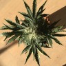 Недорогие семена конопли  Auto Afghan Kush feminised Ganja Seeds