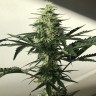 Семена конопли  Auto Afghan Kush feminised Ganja Seeds