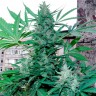 Green Poison feminised Ganja Seeds заказать