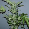 купить семена конопли в Украине Auto White Widow x AK feminised