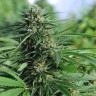 семенам конопли наложенным платежом Green Crack feminised Ganja Seeds