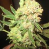 заказать семена конопли LA Cannalope feminised