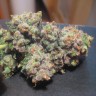 заказ семян конопли LA Cannalope feminised