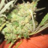 где заказать семена конопли LA Cannalope feminised