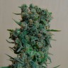 семена культурной конопли купить AK 49 feminised Ganja Live Seeds