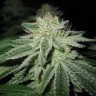 купить семена конопли автоцвет Blue Power feminised