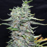купить мощные семена конопли Blue Power feminised