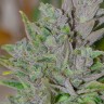 купить семена конопли дешево Blue Power feminised