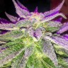 купить семена конопли гидропоники Blue Power feminised