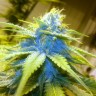 семена конопли скороспелый купить Blue Power feminised