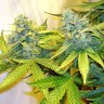 купить семена конопли в интернете Blue Power feminised