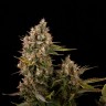 купить семена конопли аутдор Blue Power feminised