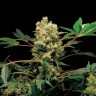 купить семена конопли элитных сортов Blue Power feminised