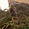 семена конопли интернет магазин Amnesia feminised Ganja Live Seeds