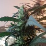 семена сортовой конопли Amnesia feminised Ganja Live Seeds