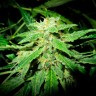 Качественные семена Auto OG Kush feminised GanjaLiveSeeds