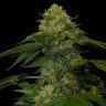 купить семена конопли почтой Holy Grail feminised Ganja Seeds