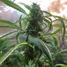 купить семена конопли интернет магазин Auto Jack x White Widow feminised