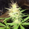 купить семена конопли автоцвет Auto Jack x White Widow feminised