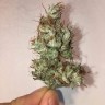 купить семена конопли дешево Auto Jack x White Widow feminised