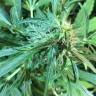 купить семена конопли гидропоники Auto Jack x White Widow feminised