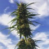 семена конопли элитных сортов Amnesia Gold feminised Ganja Live Seeds