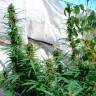 Семена марихуаны недорого Durban Poison