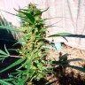 Качественные семена конопли оптом Durban Poison