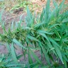 Семена конопли оптом Durban Poison