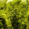 семена конопли купить интернет K-Train feminised Ganja Seeds