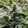 семена конопли в интернете Amnesia Haze feminised Ganja Live Seeds