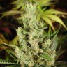 семена конопли аутдор Amnesia Haze feminised Ganja Live Seeds
