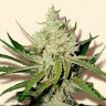 где можно заказать семена конопли Amnesia Haze feminised Ganja Live Seeds