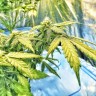 семена каннабиса Flowershell Bomb feminised Ganja Seeds