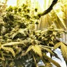 качественные семена конопли Flowershell Bomb feminised Ganja Seeds