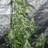 купить семена конопли в Украине Massive Haze feminised