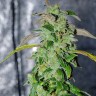 купить семена конопли Massive Haze feminised